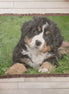 Pet Portrait Woven Blanket Landscape Orientation